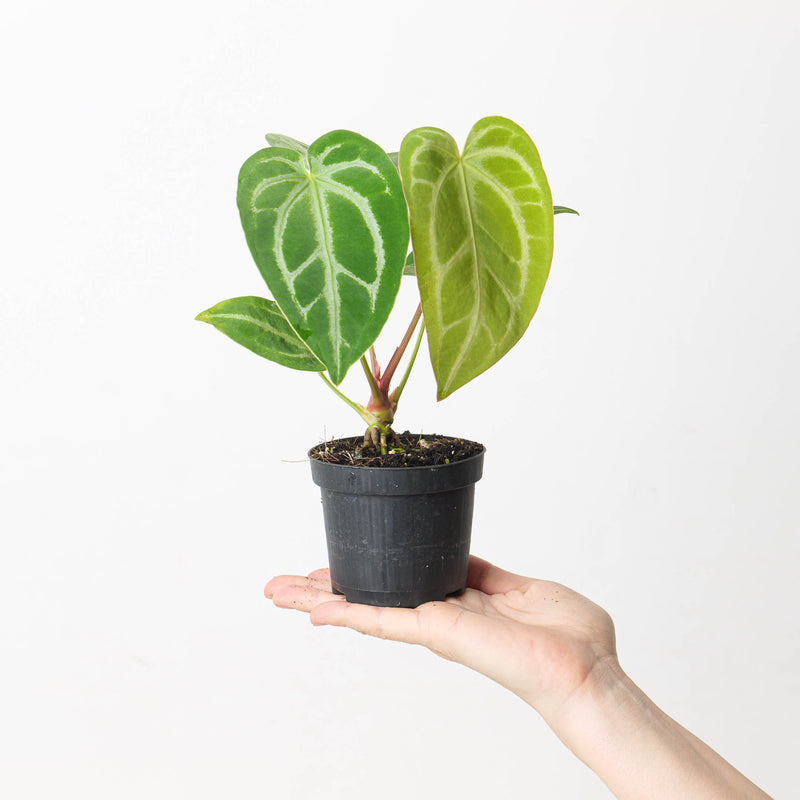 Anthurium crystallinum 'Special Select Forms' Plants GrowTropicals