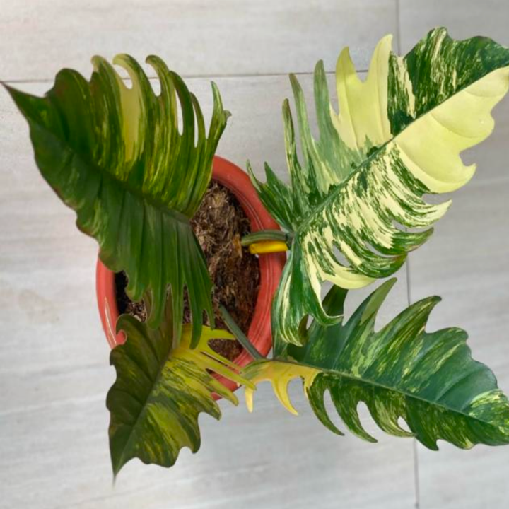 Philodendron Caramel Marble (TC Plantlet) - Preorder Plants GrowTropicals
