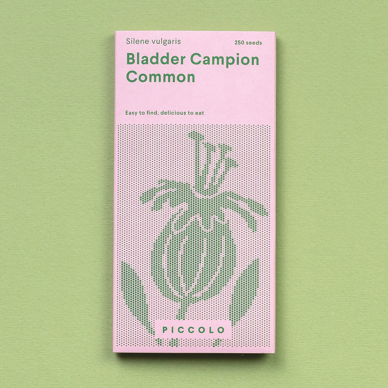 Bladder Campion Seeds Seeds Piccolo Seeds