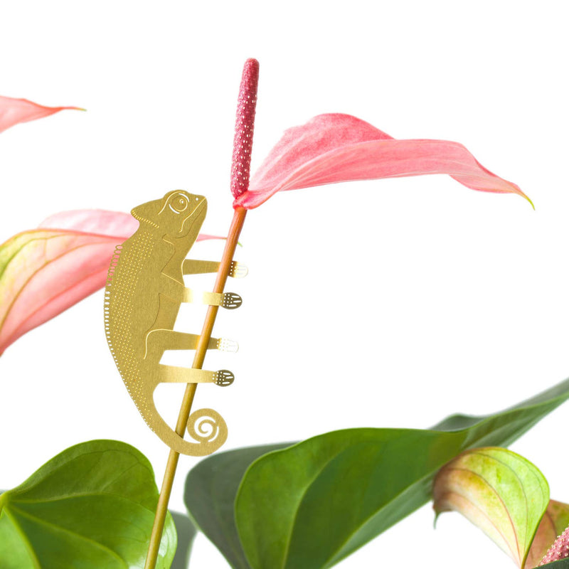 Plant Animal - Chameleon Gifts Another Studio UK