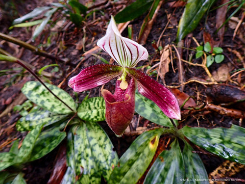 Paphiopedilum purpuratum