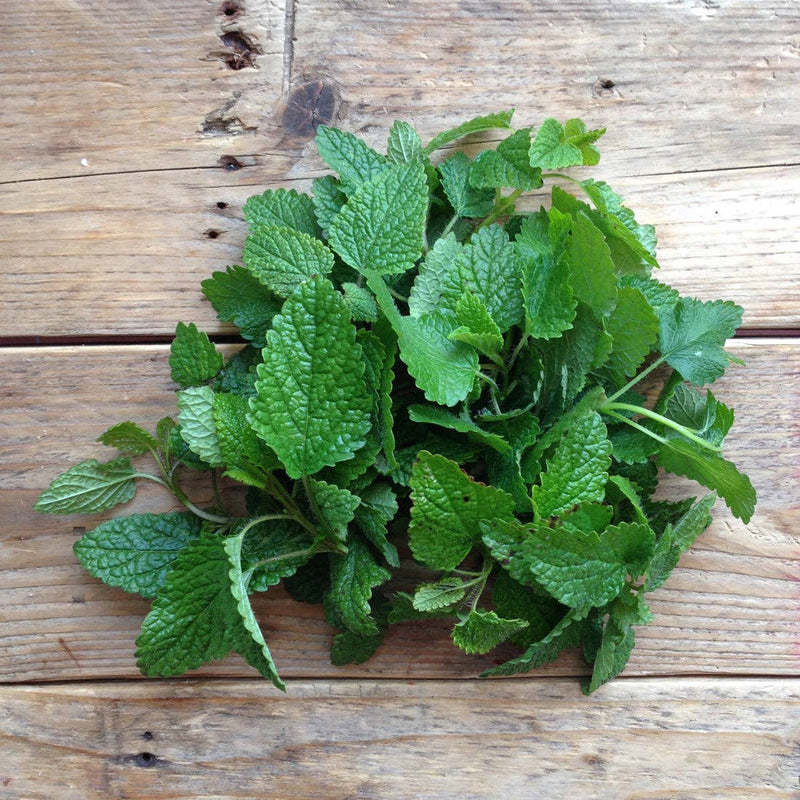 Lemon Balm 'Quedlinburger Niederliegende' Seeds — Default Title