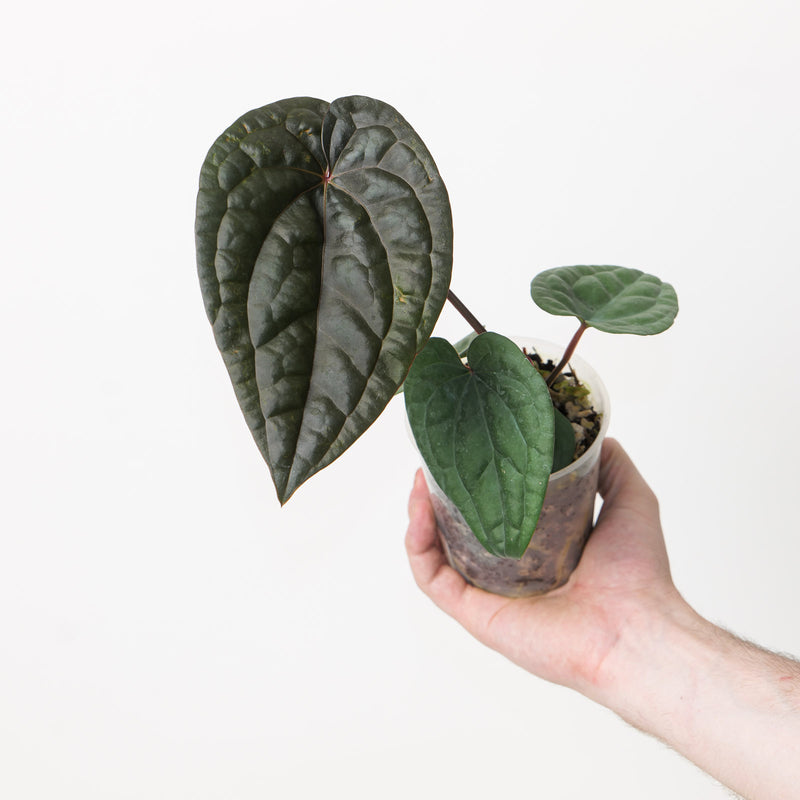 Anthurium RVDP x luxurians Plants GrowTropicals