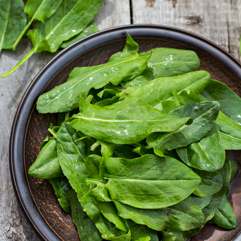 Sorrel 'Large de Belleville' Seeds Seeds Piccolo Seeds