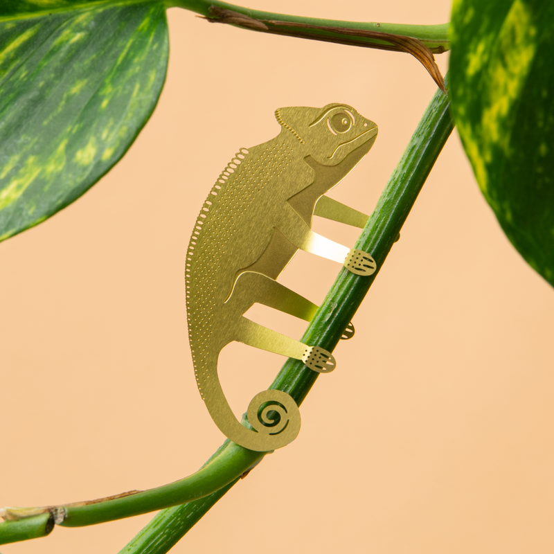 Plant Animal - Chameleon Gifts Another Studio UK