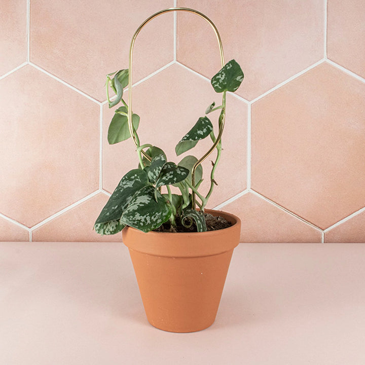 Mini Plant Stake - Hoop - Gold Plant Support Botanopia