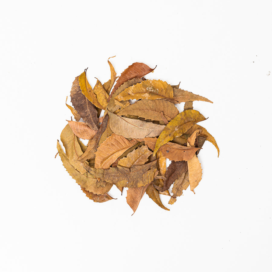 Neem Leaves (40 Pack) - GROW TROPICALS