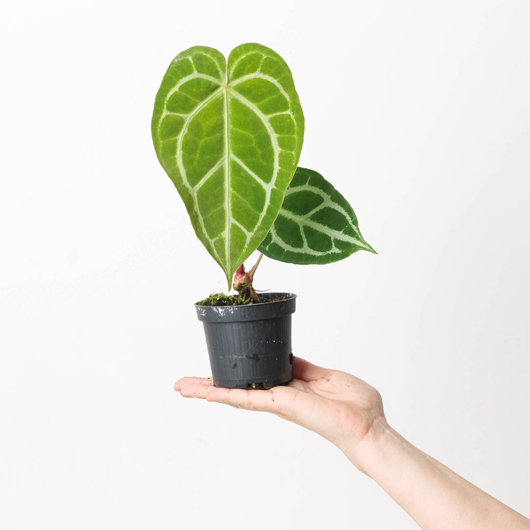 Anthurium crystallinum 'Special Select Forms' - GROW TROPICALS