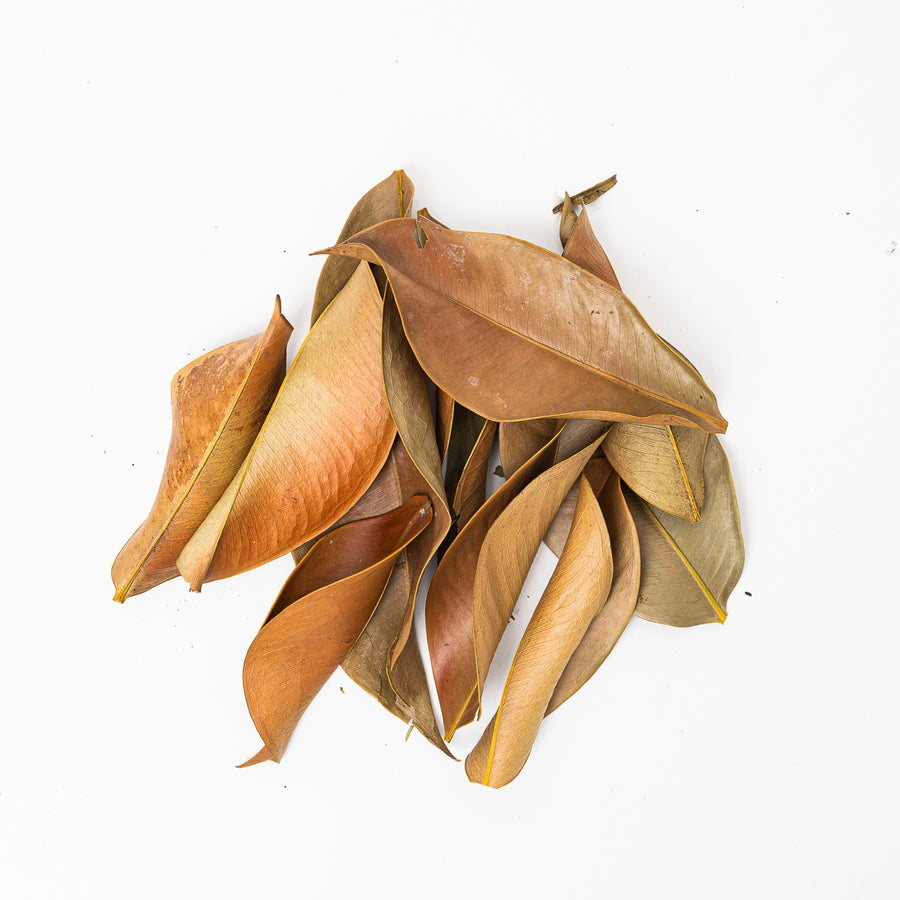 Mangosteen Leaves (10 Pack) - GROW TROPICALS