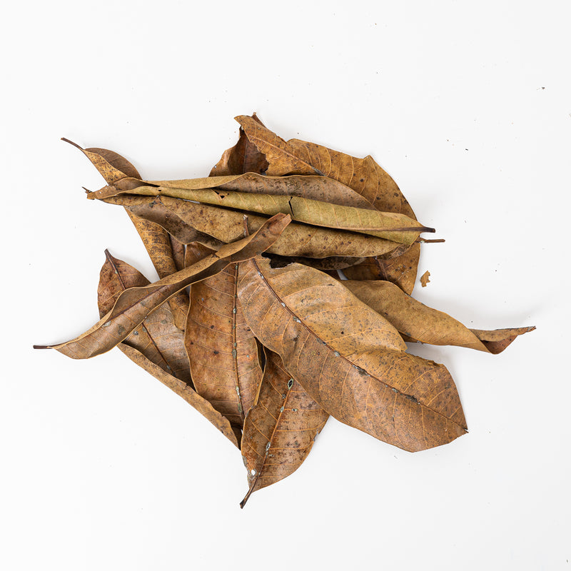 Mango Leaves (Small) (10 Pack) Leaf Litter GrowTropicals