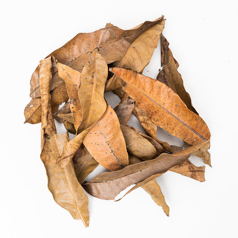 Mango Leaves (Large) (10 Pack) Leaf Litter GrowTropicals