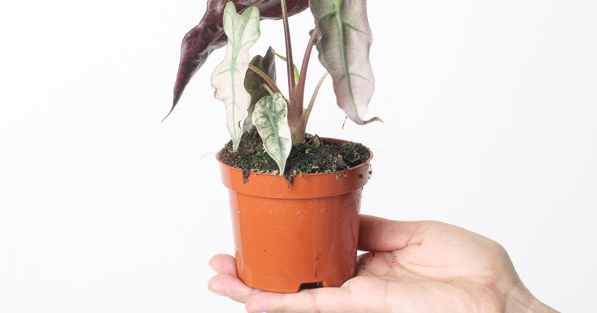 Alocasia Polly Pink Variegated | Plants