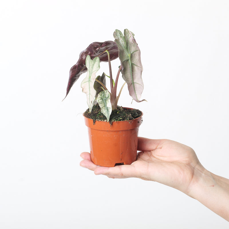 Alocasia Polly Pink Variegated Plants GrowTropicals