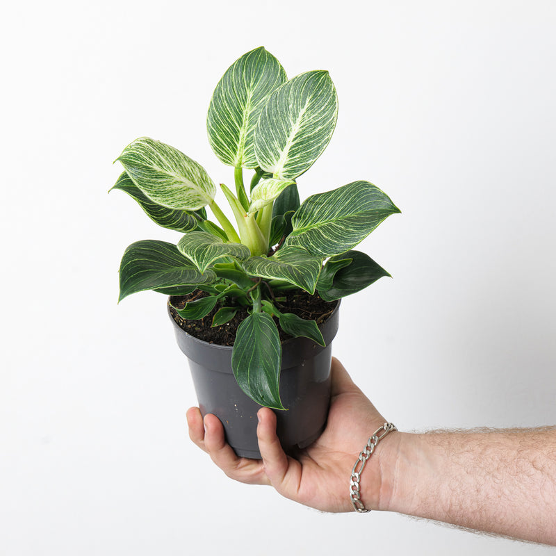 Philodendron Birkin 14cm Plants GrowTropicals
