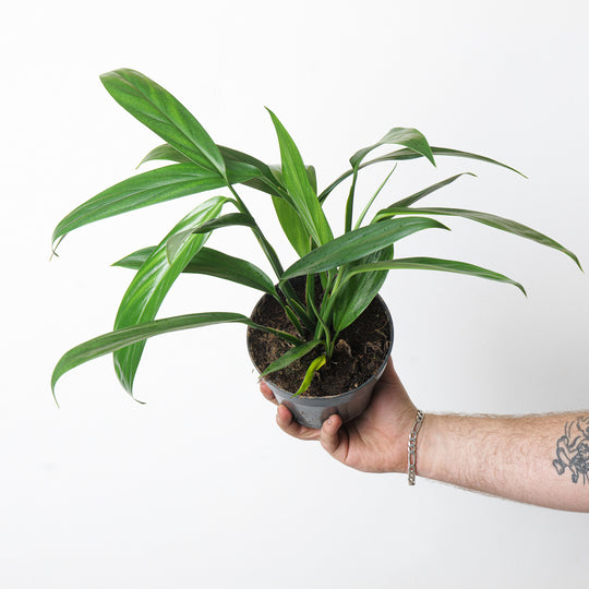 Epipremnum Amplissimum Pothos Plants GrowTropicals