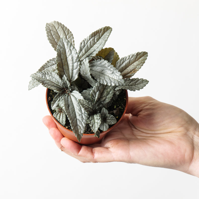 Pilea cadierei 'Ellen Silver' Plants GrowTropicals