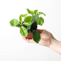 Peperomia pereskiifolia