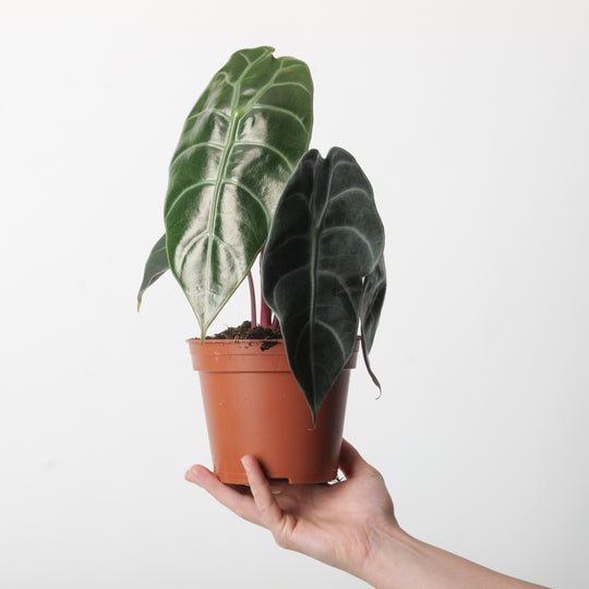 Alocasia 'Sedenii' Plants GrowTropicals
