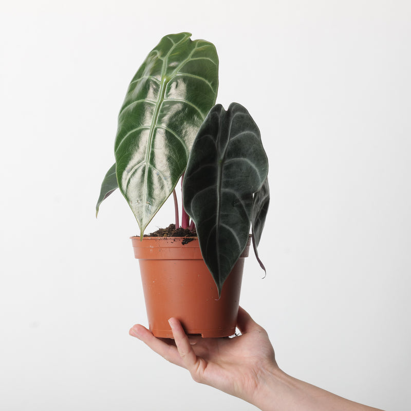 Alocasia 'Sedenii' Plants GrowTropicals