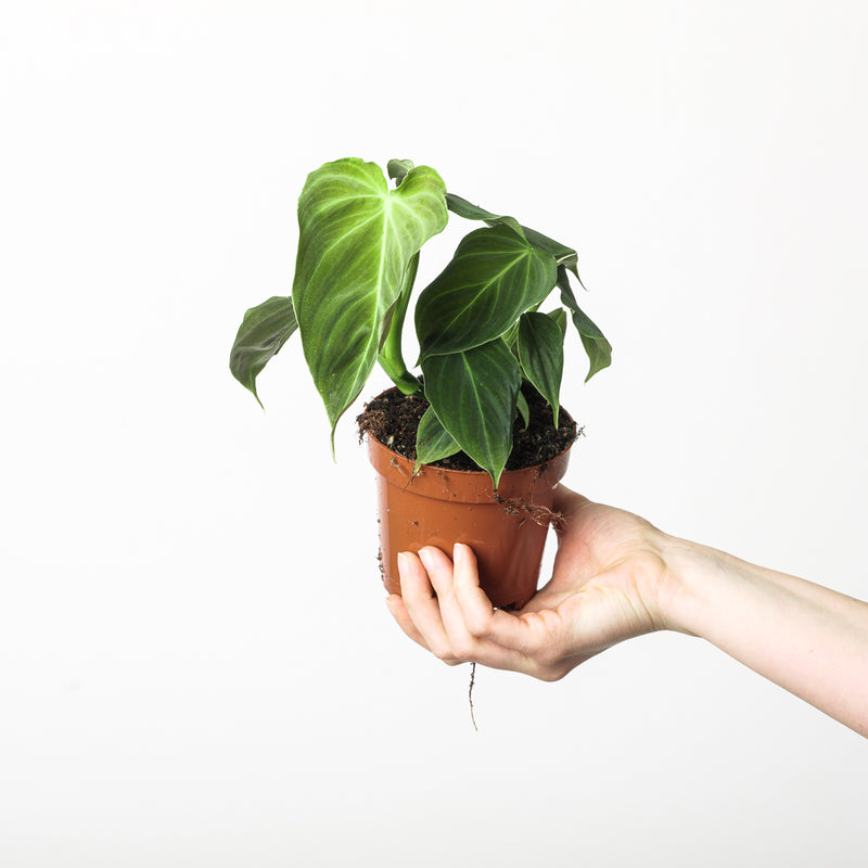 Imperfect Philodendron Splendid | Verrucosum x Melanochrysum Plants GrowTropicals