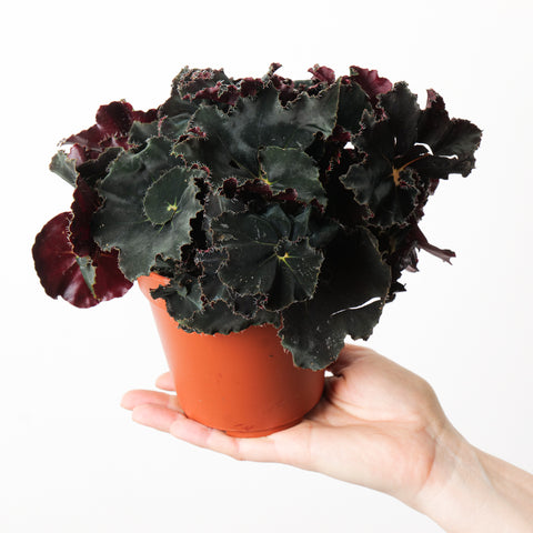 Begonia 'Dark Mambo' Plants GrowTropicals