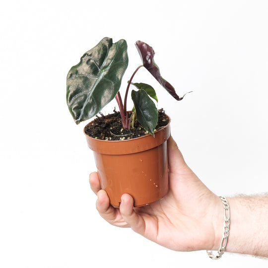 Alocasia Chantrieri 10.5cm Plants GrowTropicals