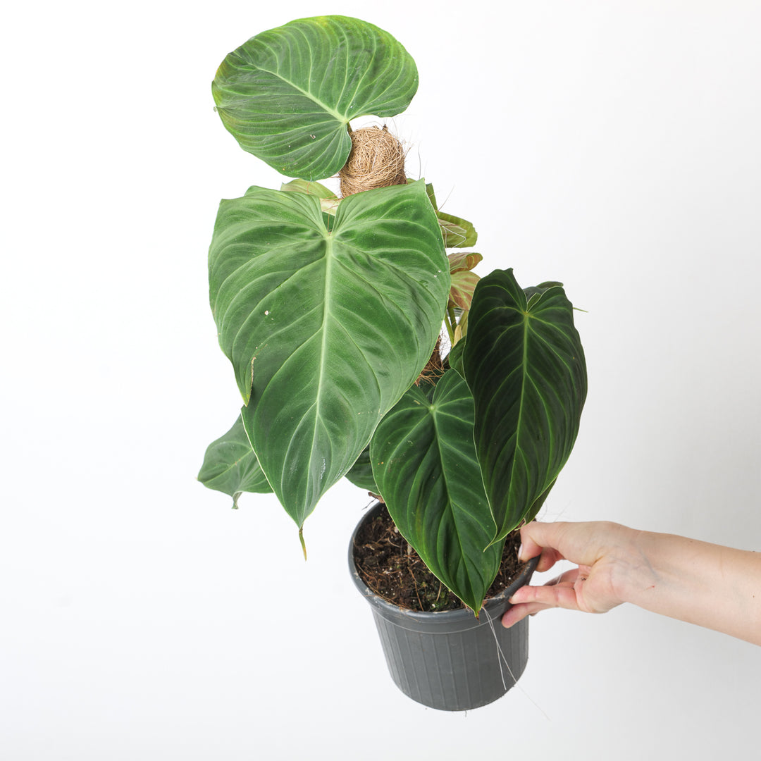 philodendron splendid humidity Philodendron Splendid