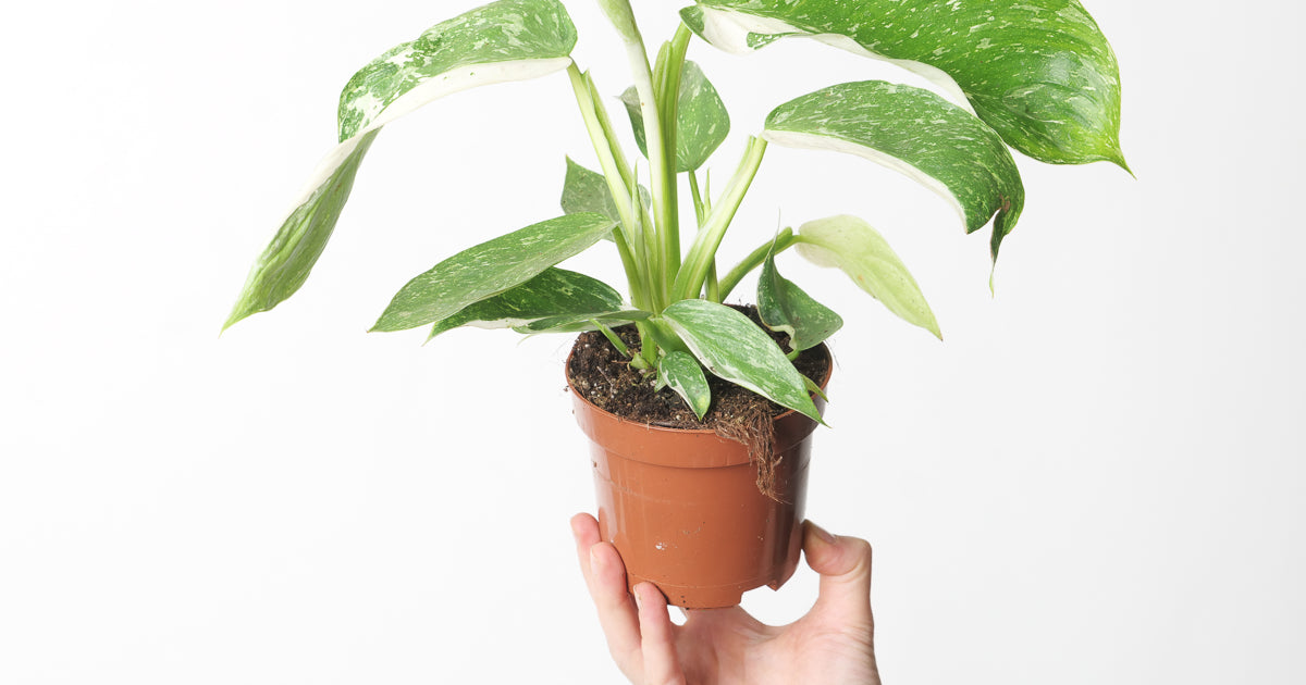 philodendron jose buono scientific name Philodendron 'Jose Buono' | Plants
