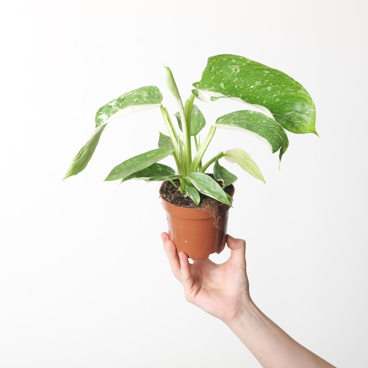 philodendron josebuono Philodendron 'Jose Buono' | Plants