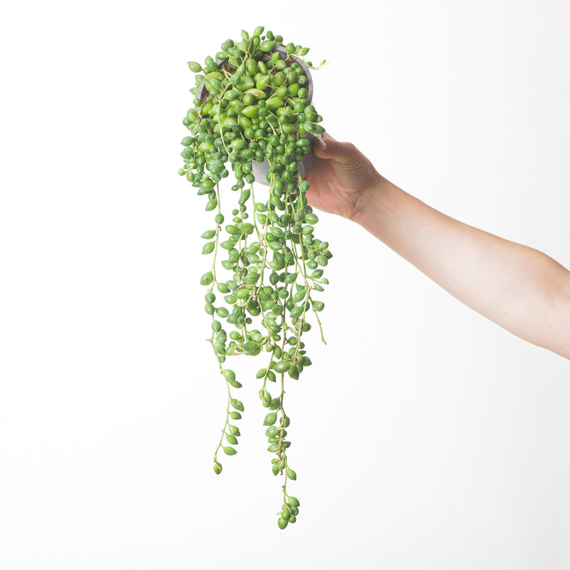 Senecio herreianus 'String of Beads' XL Plants GrowTropicals