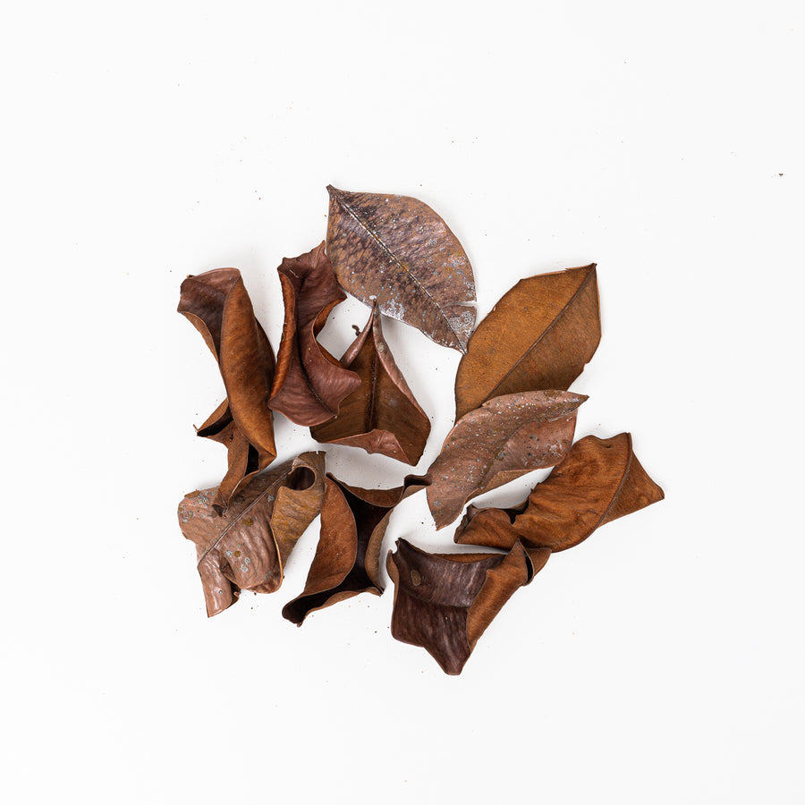 Kiripalu Leaves (10 Pack) - GROW TROPICALS