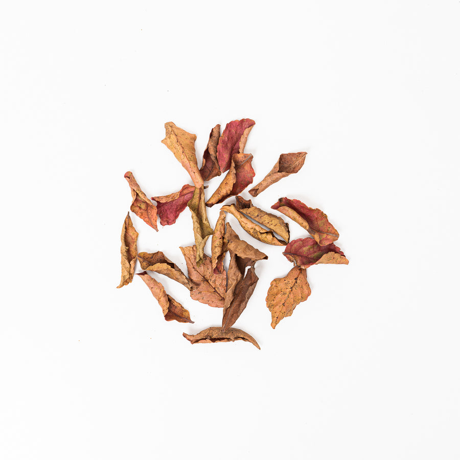 Veralu (Ceylon Olive) Leaves (20 Pack) - GROW TROPICALS