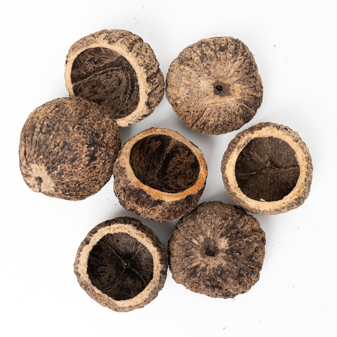 Ourico Nut Pod (8-10cm)