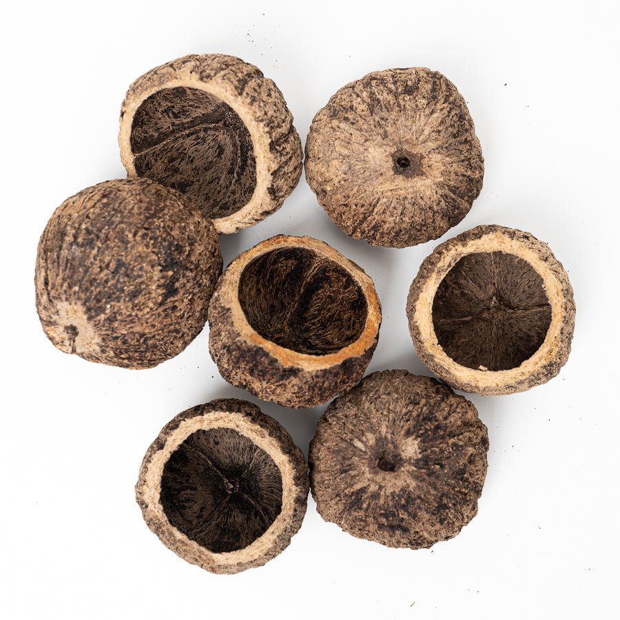 Ourico Nut Pod (8-10cm) - GROW TROPICALS