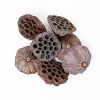 Lotus Heads 9-11cm