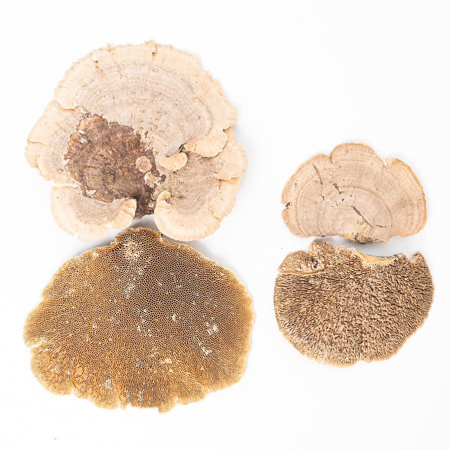 Sponge Mushroom (100g) - GROW TROPICALS