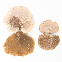 Sponge Mushroom (100g)