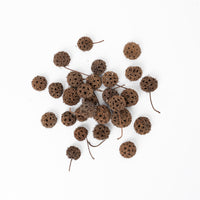Sweet Gum Pod (10 pack)