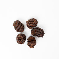 Platyspermum Cones (Large)
