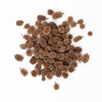 Indian Casuarina Cones (100g)