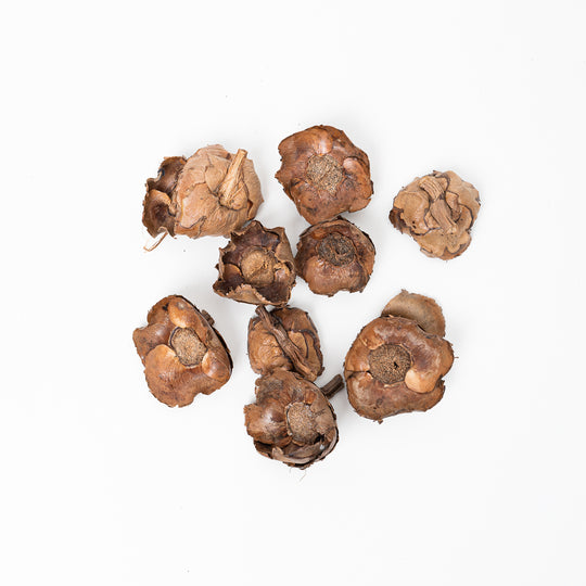 Coco Palm Bracts Mini (50g) Terrarium Decor GrowTropicals