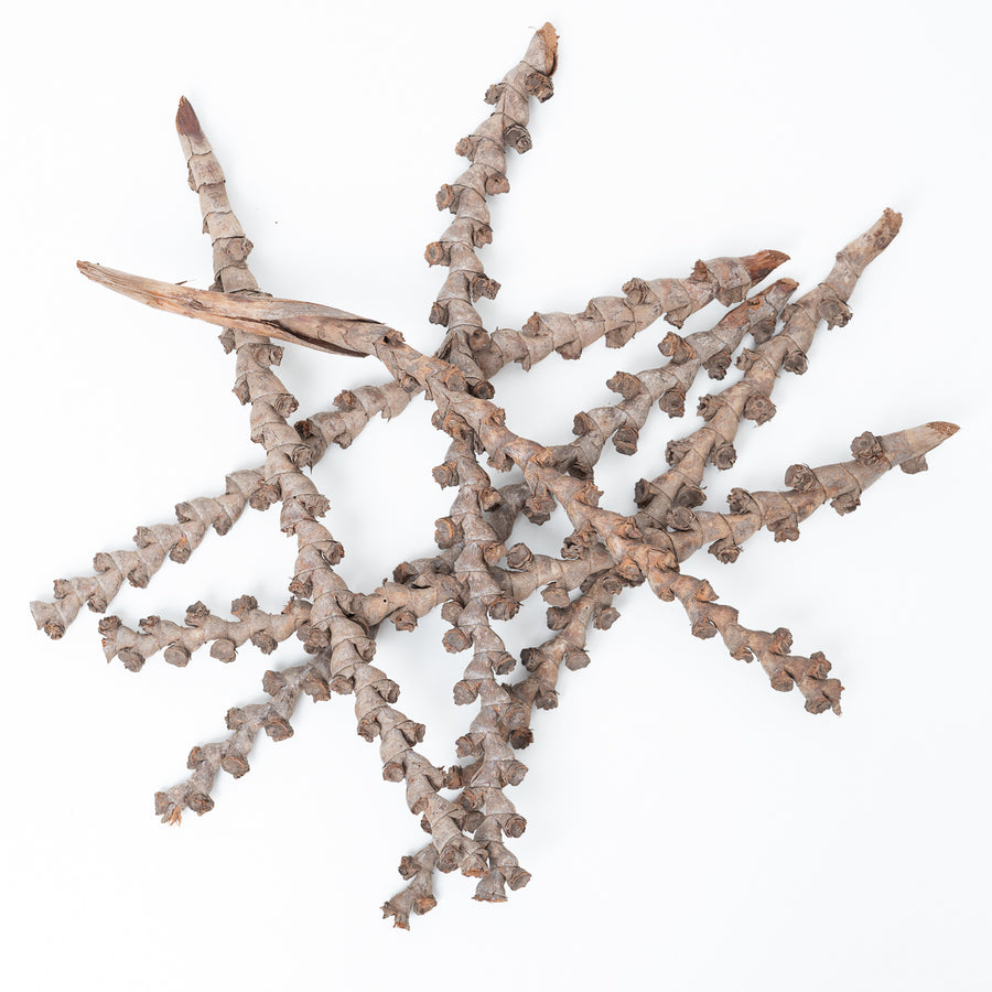 Buritti Twig Bundle (40cm) - GROW TROPICALS