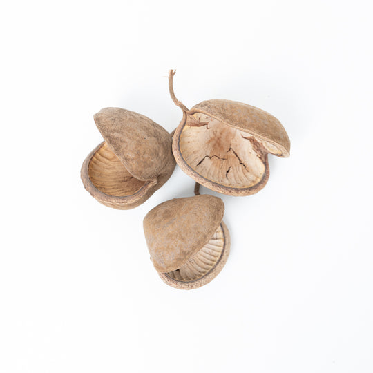 Buddha Nuts (3 pack) Terrarium Decor GrowTropicals