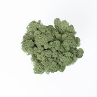 Forest Moss (50g)