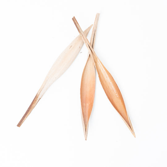 Coconut Spears (3 pack) Terrarium Decor GrowTropicals