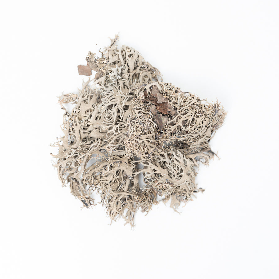 Tree Lichen (20g) - GROW TROPICALS