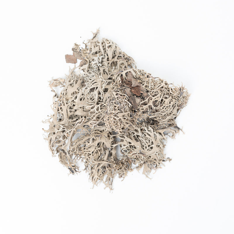 Tree Lichen (20g) Terrarium Decor GrowTropicals