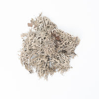 Tree Lichen (20g)