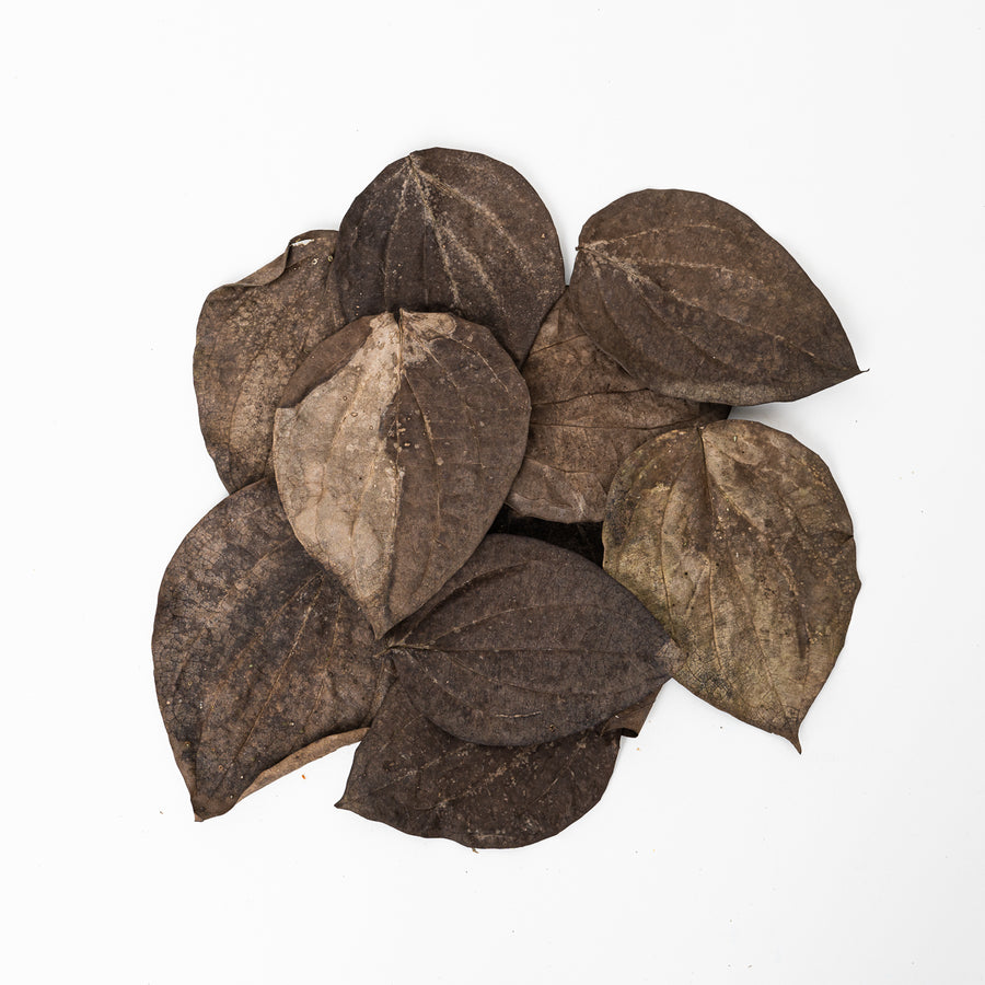 Black Pepper (Piper nigrum) Leaves (10 Pack) - GROW TROPICALS