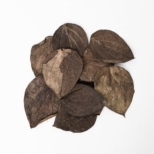 Black Pepper (Piper nigrum) Leaves (10 Pack) Leaf Litter GrowTropicals